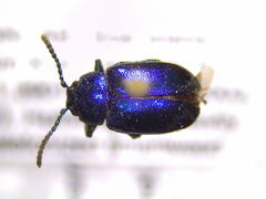 Gastrophysa dissimilis