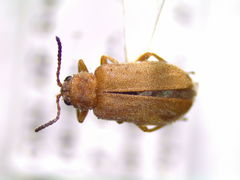 Monoxia inornata