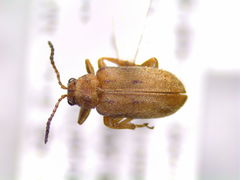 Monoxia inornata