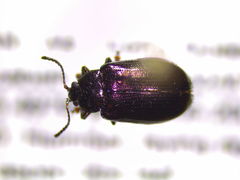 Phratora purpurea