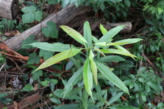 Elaeocarpus kirtonii