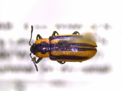 Prasocuris vittata
