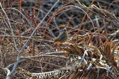 Phoenicurus ochruros