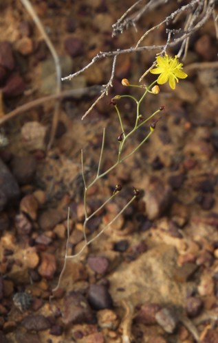 Bulbine flexuosa