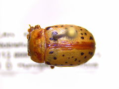 Calligrapha verrucosa