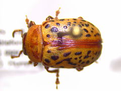 Calligrapha verrucosa