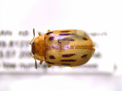 Chrysomela lineatopunctata