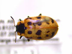 Chrysomela knabi