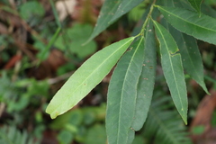 Elaeocarpus kirtonii