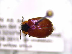 Chrysomela schaefferi