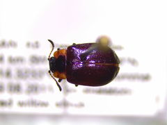 Chrysomela schaefferi