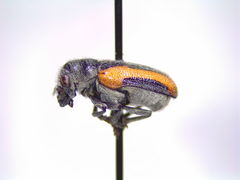 Coleothorpa vittigera