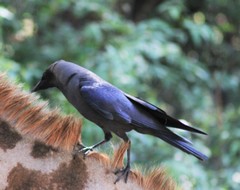 Corvus splendens