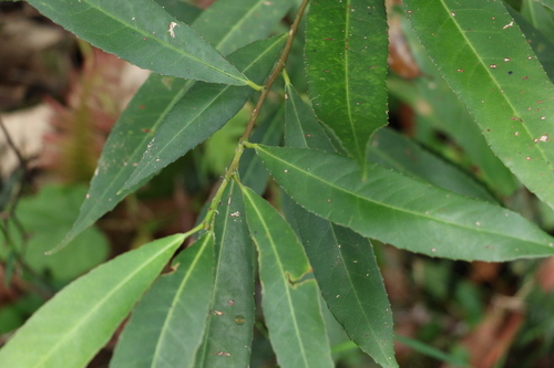 Image of Elaeocarpus kirtonii by (c) Greg Tasney, some rights reserved (CC BY-SA)