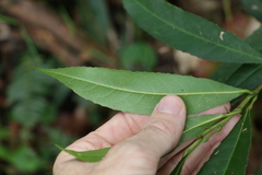 Elaeocarpus kirtonii