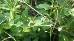 Kickxia elatine elatine