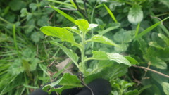 Kickxia elatine elatine