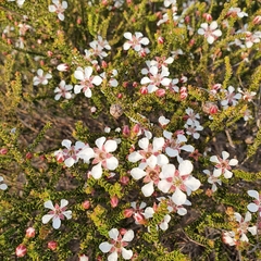 Leptospermum epacridoideum