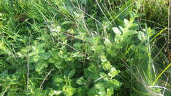 Kickxia elatine elatine