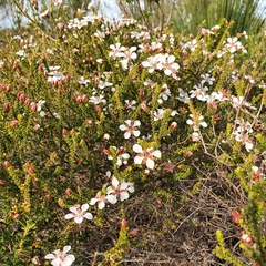 Leptospermum epacridoideum