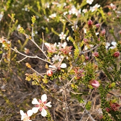 Leptospermum epacridoideum