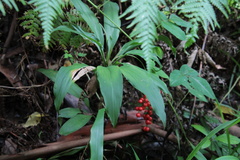 Cordyline petiolaris