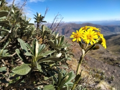 Brachyglottis revoluta