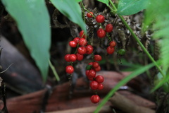 Cordyline petiolaris