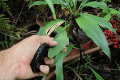 Cordyline petiolaris