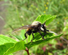 Laphria champlainii