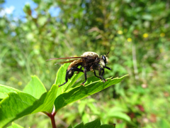 Laphria champlainii