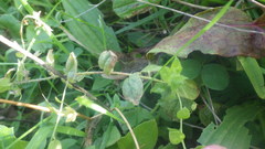 Kickxia elatine elatine