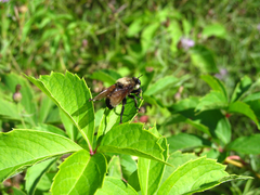 Laphria champlainii
