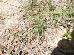 Digitaria breviglumis