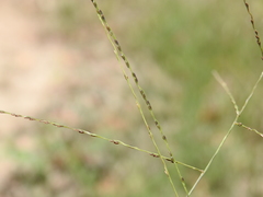 Digitaria breviglumis