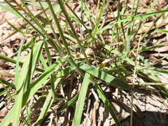 Digitaria breviglumis