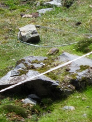 Sicalis uropygialis