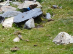 Sicalis uropygialis