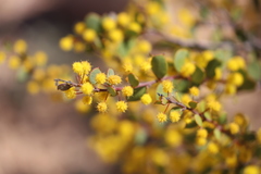 Acacia merrallii