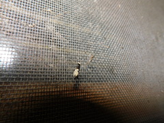 Trichophaga tapetzella