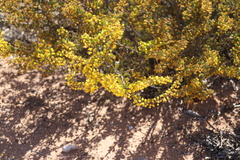 Acacia merrallii