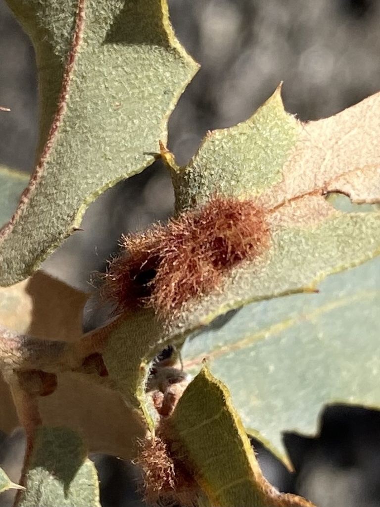 Neuroterus aliceae