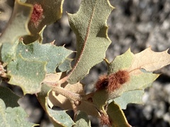 Neuroterus aliceae