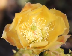 Opuntia × vaseyi