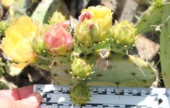 Opuntia × vaseyi