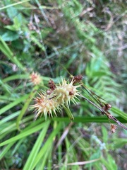 Carex cryptolepis