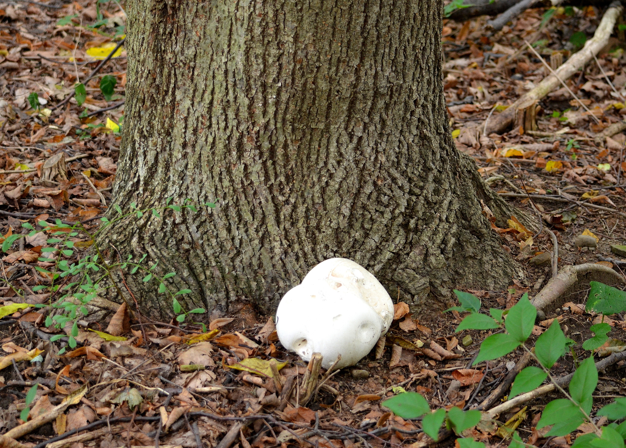 Calvatia gigantea image