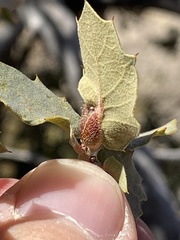 Andricus reticulatus
