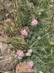 Trifolium andersonii