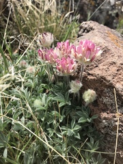 Trifolium andersonii